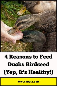 While birdseed may seem like an unusual choice, it actually provides ducks with 4 impressive health benefits when fed occasionally.