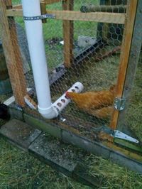 theartproject: PVC Pipe Chicken Feeder                                                                                                                                                                                 Mais