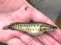 Northern snakehead (Channa argus) - Google Search