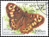 Stamp: Speckled Wood Butterfly (Pararge aegeria) (Afghanistan) (Butterflies) Mi:AF 1802