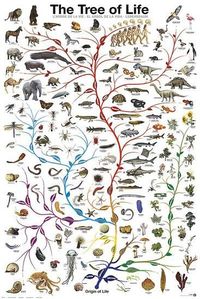 Evolution - The Tree of Life Print by Unknown at AllPosters.com