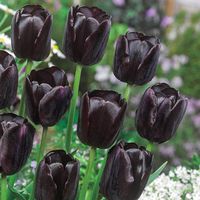 Queen of Night Tulip - Black Tulip | Breck's