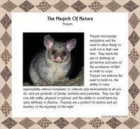 The Magick Of Nature. Possum.