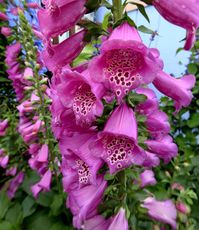 Digitalis purpurea, Camelot Rose, Foxglove - Annie's Annuals