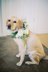 A couples best dog friend should be included in wedding, this lab is getting dressed up with a floral dog collar. We used large white roses, and lots of ferns to give this good boy a fancy party look.