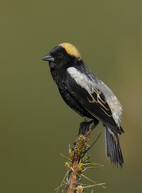 Bobolink