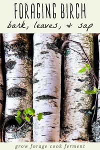 Birch trees have many edible and medicinal uses and are great to forage for! Learn how to harvest and use birch bark, leaves, sap, and make birch bark tea. #birch #birchtree #birchbark #birchleaves #birchsyrup #birchtea #foraging #wildcrafting