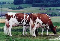 SEMEN BOVINO: SWISS GENETICS