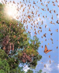 Monarch Butterfly Biosphere Reserve in Michoacán, Mexico