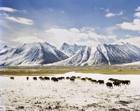 The grasslands that surround Lake Chaqmaqtin sustain herds of goat, sheep, and yak.