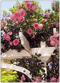 Climbing roses