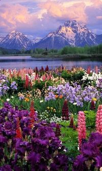 Wildflower Heaven, Grand Teton National Park, Wyoming,USA (Beauty Scenery)