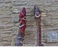 Closeup of red maple and sugar maple buds. Unlike buds of any other maple, sugar maple buds are narrow, pointed, brownish-purple, and have many scales.