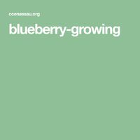 blueberry-growing