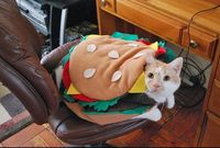 cat halloween costume