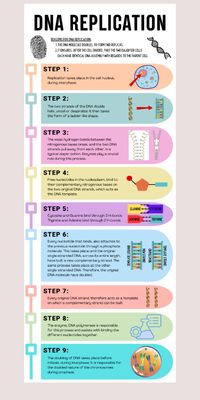 Infographic explaining the process of DNA Replication