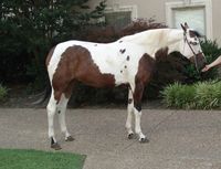 This looks a bit like counter-splashed white! Supposedly it's tobiano, even though blue eyes are not common in tobianos. It may (or may not) be a result of some overo pattern, so this one could be tovero then.