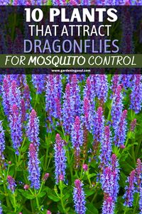 10 Plants That Attract Dragonflies for Mosquito Control