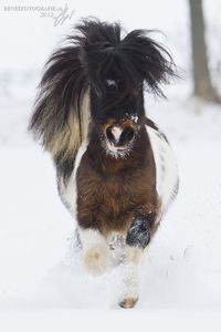 Hardy Pony