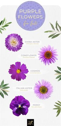 Small Purple Flowers Names And Pictures. There are any references about Small Purple Flowers Names And Pictures in here. you can look below. I hope this article about Small Purple Flowers Names And Pictures can be useful for you. Please remember that this article is for reference purposes only. #small #purple #flowers #names #and #pictures