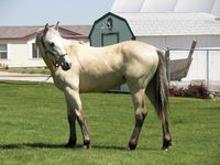 Blazer horse. The Blazer Horse Association was incorporated in 1967 at Star, Idaho. In 2006 it was renamed the American Blazer Horse Association and became a nonprofit, dedicated to the preserving the breed and maintaining its history. The headquarters was moved to Nampa, Idaho the same year. Registered Blazer horses in stud book must pass a veterinary inspection and have at least one parent with documented linage to the stallion Little Blaze.