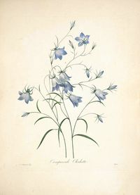 Blue Bells, harebell. Campanula rotundifolia. Choix des plus belles Find fleurs -et des plus beaux fruits par P.J. Redouté. (1833) | by Swallowtail Garden Seeds