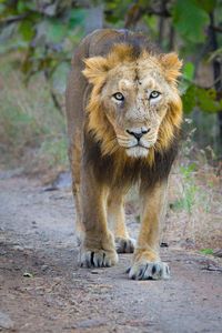 The Asiatic lion is a Panthera leo leo population in India.