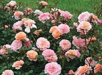 How to Grow Miniature Roses - Blooming Anomaly