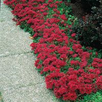 Improved Dragons Blood Sedum or Sedum Fuldaglut is a great way to provide some groundcovering in full sun and dry conditions. Only growing 3 to 6 inches tall, it sports reddish-bronze leaves and pinkish red flowers in the summer. Very tough and hardy it attracts pollinators and even keeps its foliage in the winter. Breck's Red Improved Dragons Blood Sedum Plant in 3-in Pot | 90218