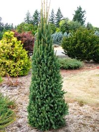 Picea abies 'Cupressina' - Columnar Norway Spruce - Zone 2