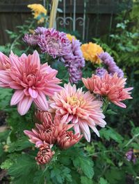 This will be my second year year growing heirloom mums.  The first year I had six varieties.  This year I added 12 more new varieties to the garden, and fell in love with mums even more. These aren…