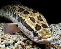 Channa Argus - Google Search