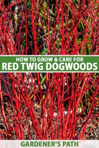 Ornamental red twig dogwood shrubs add contrast and interest to winter gardens. They also make attractive accents in greenery arrangements and holiday displays. Learn which species to choose, and how to grow and care for these perennial shrubs now on Gardener's Path. #wintergardening #dogwood #gardenerspath