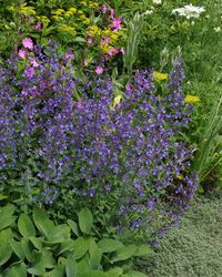 Nepeta × faassenii 'Junior Walker' bare roots — Buy garden catmint online at Farmer Gracy UK