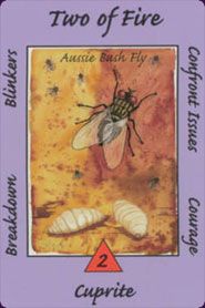 2. Fire (Fly) Australian Animal Tarot by Ann Williams-Fitzgerald