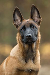 Belgian Malinois <3