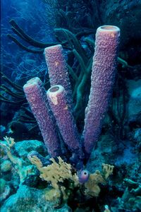 sponge tube coral, colour, shape