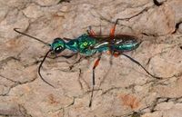 Emerald cockroach wasp | Ampulex compressa ? (introduced ?) … | Flickr