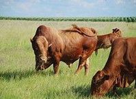 The Afrikaner Cattle Breeders' Society of South Africa