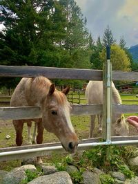 take me to a ranch far away, escape vacation, farm, animals, aesthetic