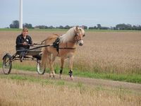 Gotland Pony - mare Palmbackens Fijona 5081 ( Drömprinsen - Ripadals Fjonkan - Rebell) | Gotlandsruss iFokus