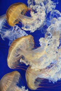 Monterey bay aquarium jellyfish