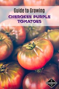 Follow this growing guide for healthy Cherokee Purple heirloom tomatoes. Don't miss the gardening tips on common tomato diseases and how to prevent. #gardeningchannel #tomatogardening #heirloomtomatoes