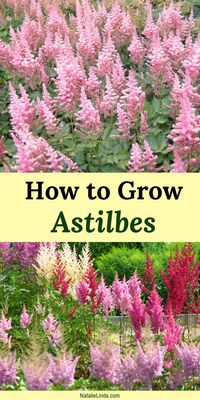 Astilbes are hardy, low-maintenance perennials so growing them in your shade garden will easily beautify your yard! Learn how to plant and care for astilbes with this helpful post!