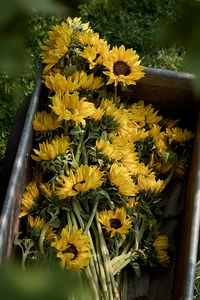 A beloved marker of late summer, the sunflower makes a cheerful display in a sunny bunch set inside a simple glass vase. - Fresh sunflowers- Approximately 16-20 stems- Vase not included- Remove flowers immediately from bouquet boy and rehydrate. Cut 2-3 from bottom of stem and place in warm water. Stems will absorb a significant amount of water in the first 24 hours; add more water as needed. Keep cut end of the stem constantly submerged- Avoid heat and direct sunlight- Please note: bloom color