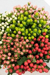 Hypericum -
Hypericum Berry -
Availability: Year Round -
Colo: Many