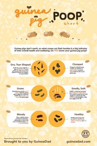 Guinea Pig Poop Chart | Learn what your piggies poop is trying to tell – GuineaDad