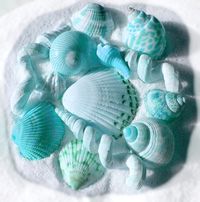 Assortment of aqua shells...