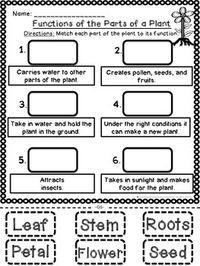 Plant Parts and Functions Cut and Paste... by Magnifying the Science Classroom | Teachers Pay Teachers