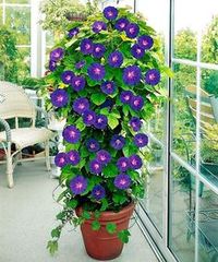 Add a vertical touch in your container garden by growing climbing plants for containers. Must see these 24 best vines for pots.